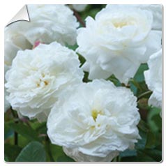 Roseira 'Susan Williams-Ellis'